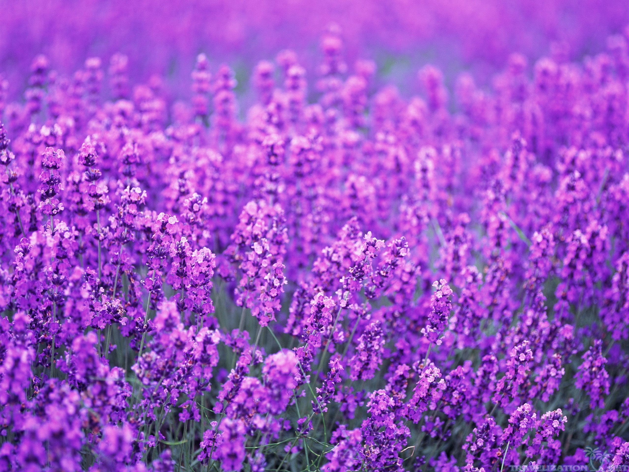 2560x1920, Lavender 4k Lavender Background Lavender - Flowers Pictures Lavender Color - HD Wallpaper 