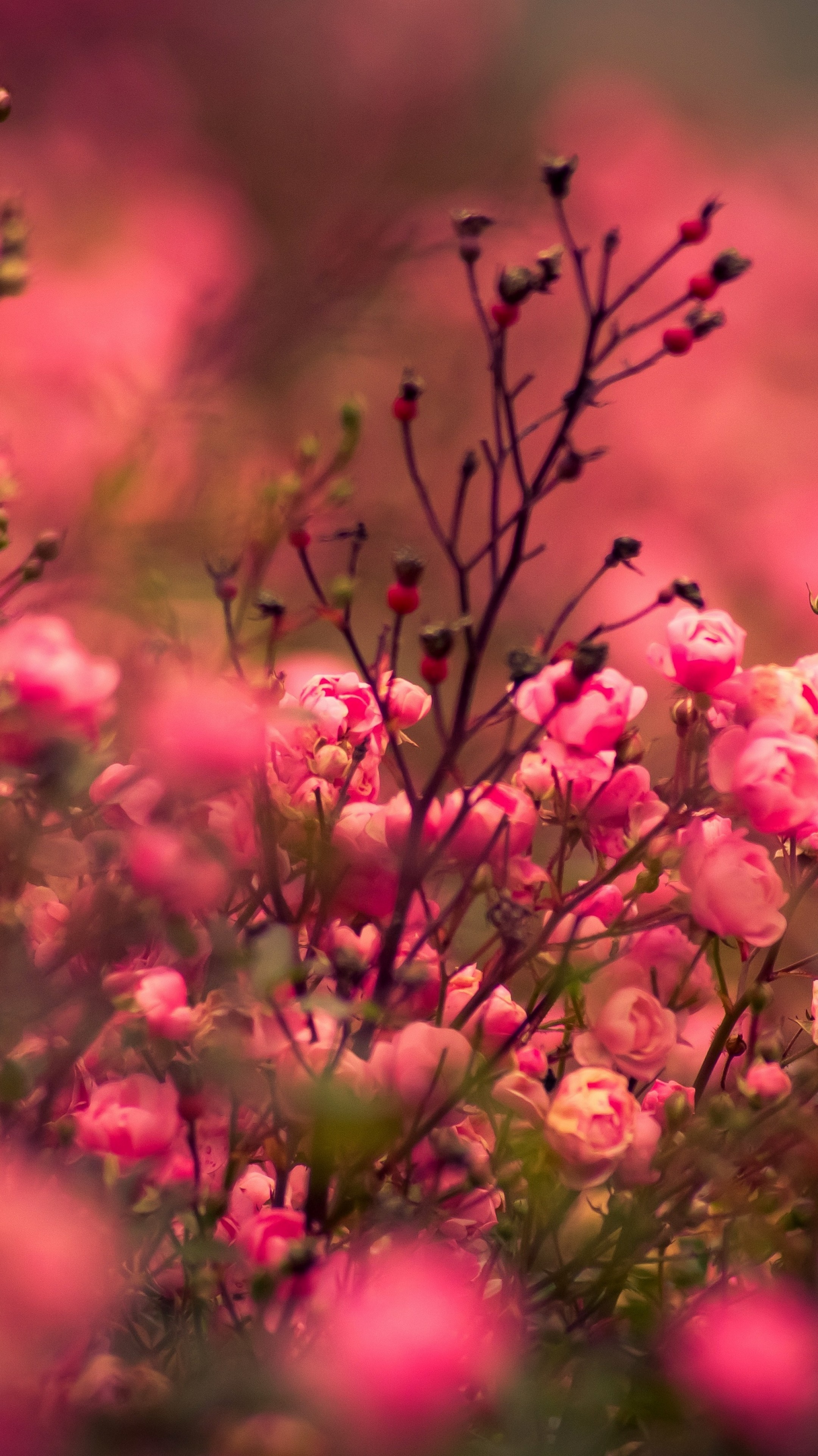 Hd Wallpaper 1080x1920 Flowers - HD Wallpaper 