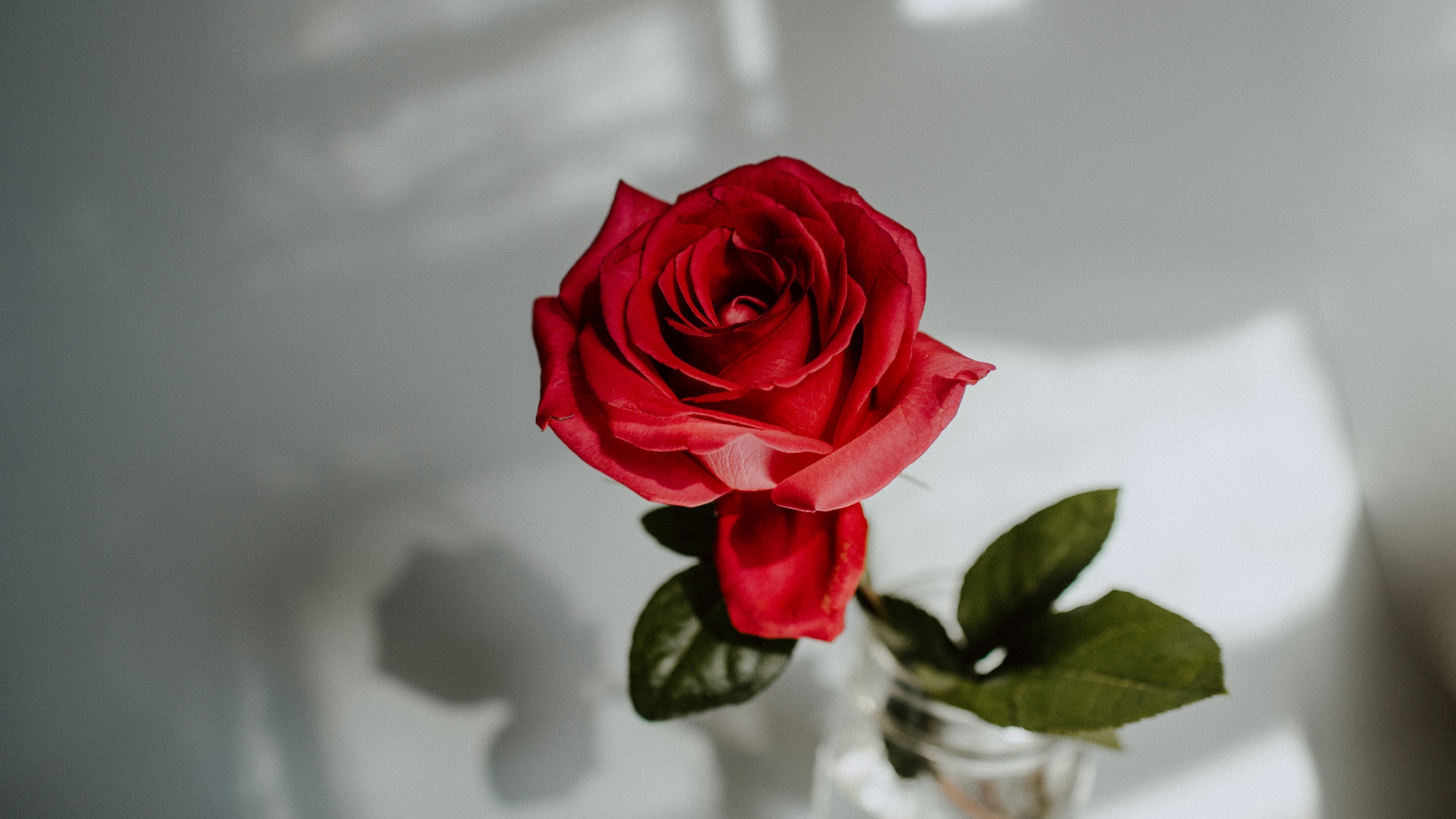 Photo Wallpaper Wallpaper, Red, Rose, Flower, Water, - Rose Hd Wallpapers 1080p - 1332x850 Wallpaper Photo Wallpaper Wallpaper, Red, Rose, Flower, Water, - Rose Hd Wallpapers 1080p - 1332x850 Wallpaper