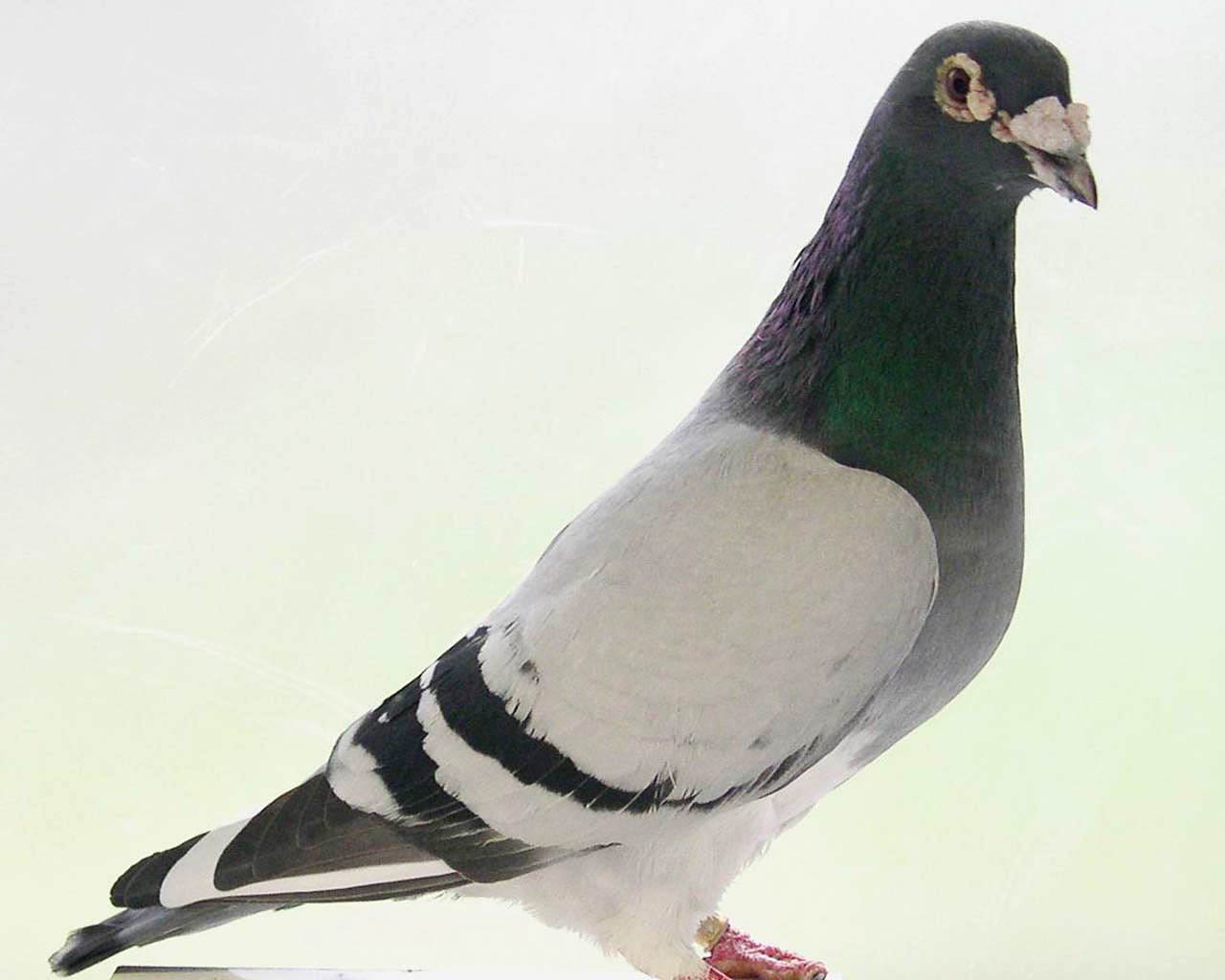 Free Pigeon Wallpaper Wallpapers Download - Pigeon Racing - HD Wallpaper 