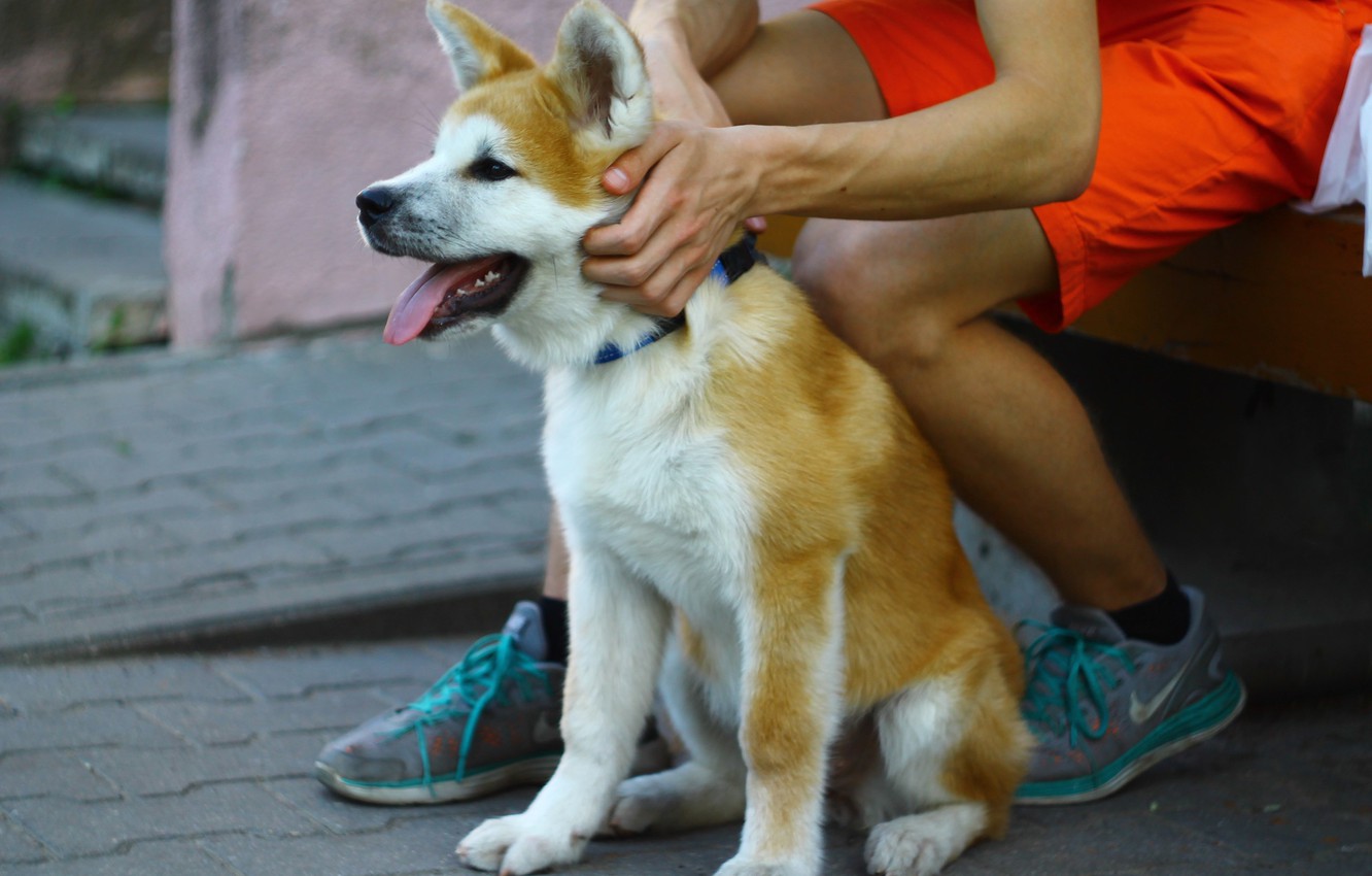 Photo Wallpaper Japan, Dog, Shiba, Doge, Shiba Inu, - Dog Yawns - HD Wallpaper 