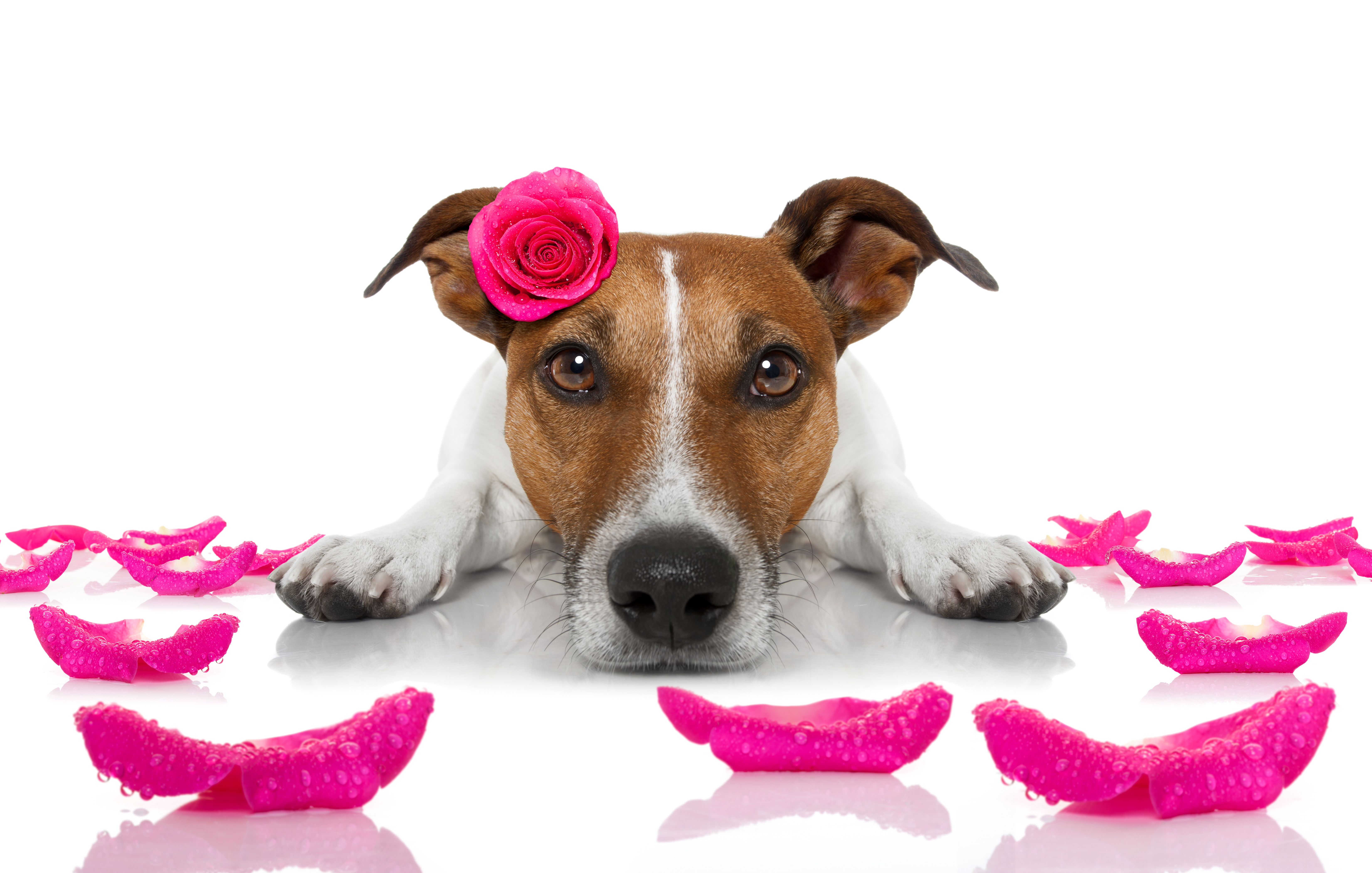 Animal Picture For Learning - HD Wallpaper 