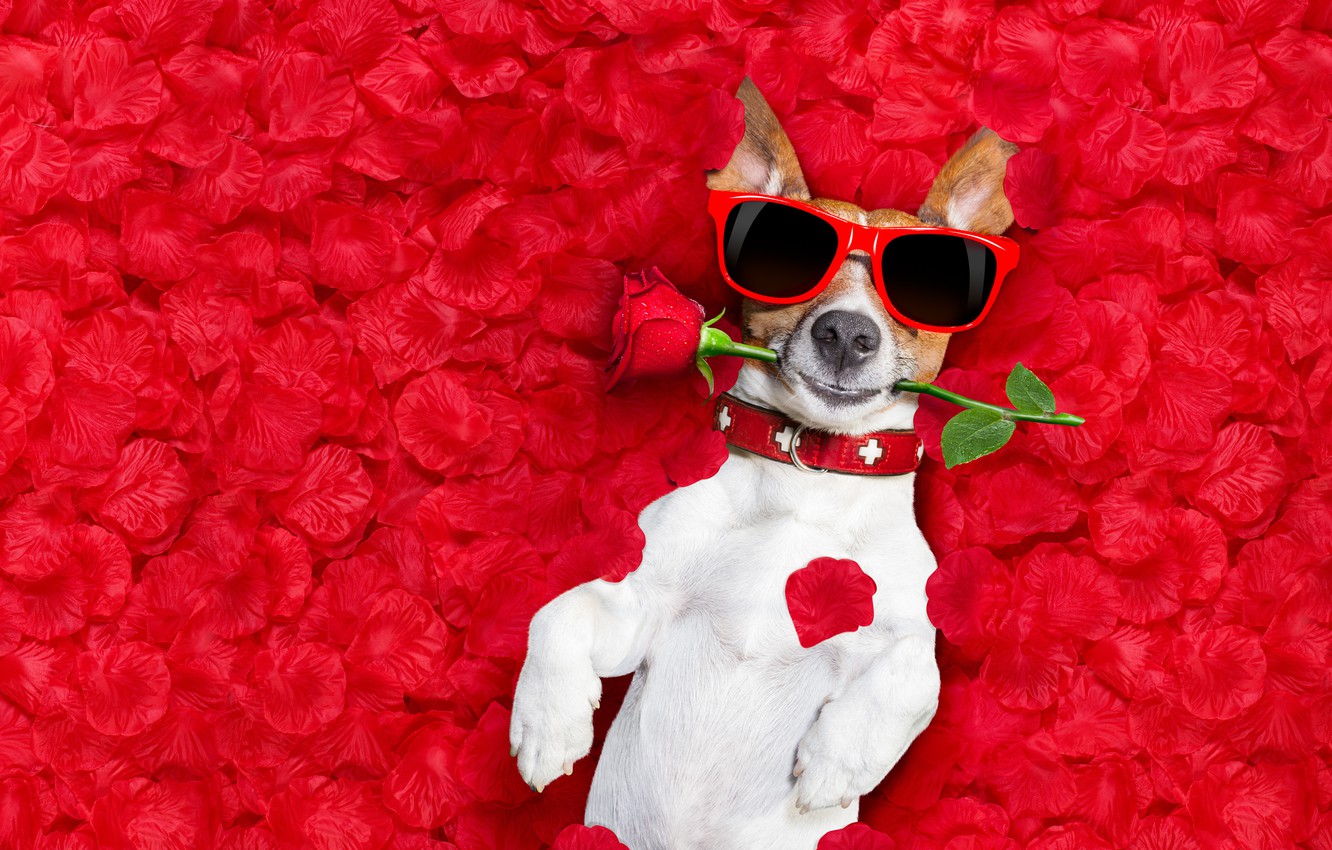 Photo Wallpaper Flower, Background, Rose, Photoshop, - Happy Valentines Day Dog - HD Wallpaper 