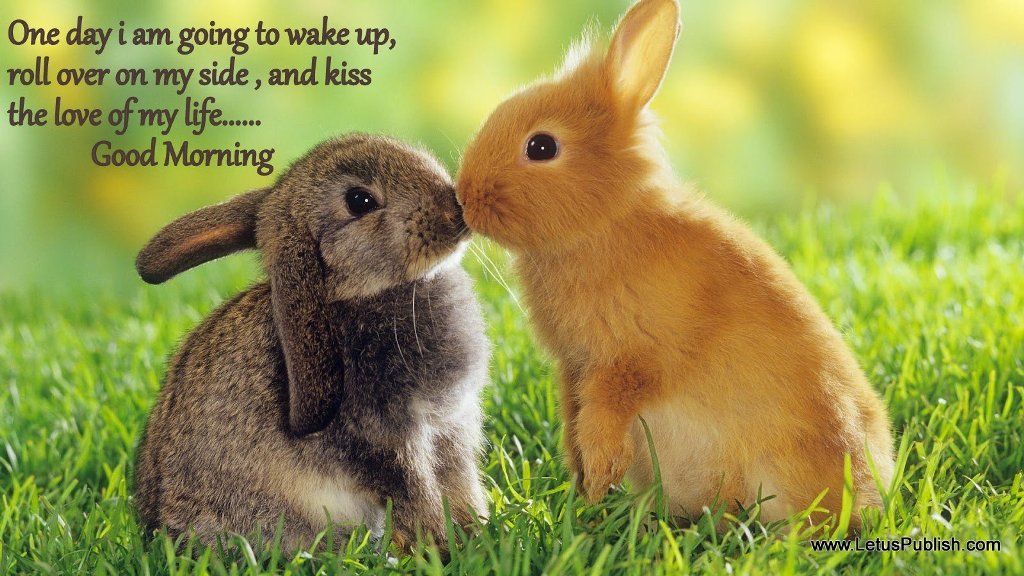 Cute Bunnies - HD Wallpaper 