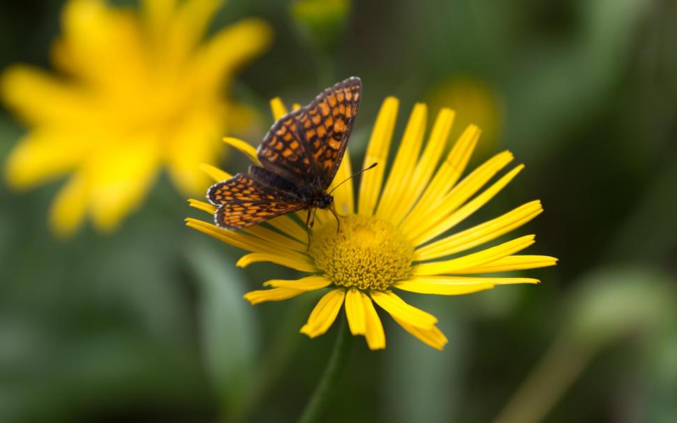 Butterfly Kiss Wallpaper,yellow Hd Wallpaper,nature - Butterfly Kissing A Flower - HD Wallpaper 