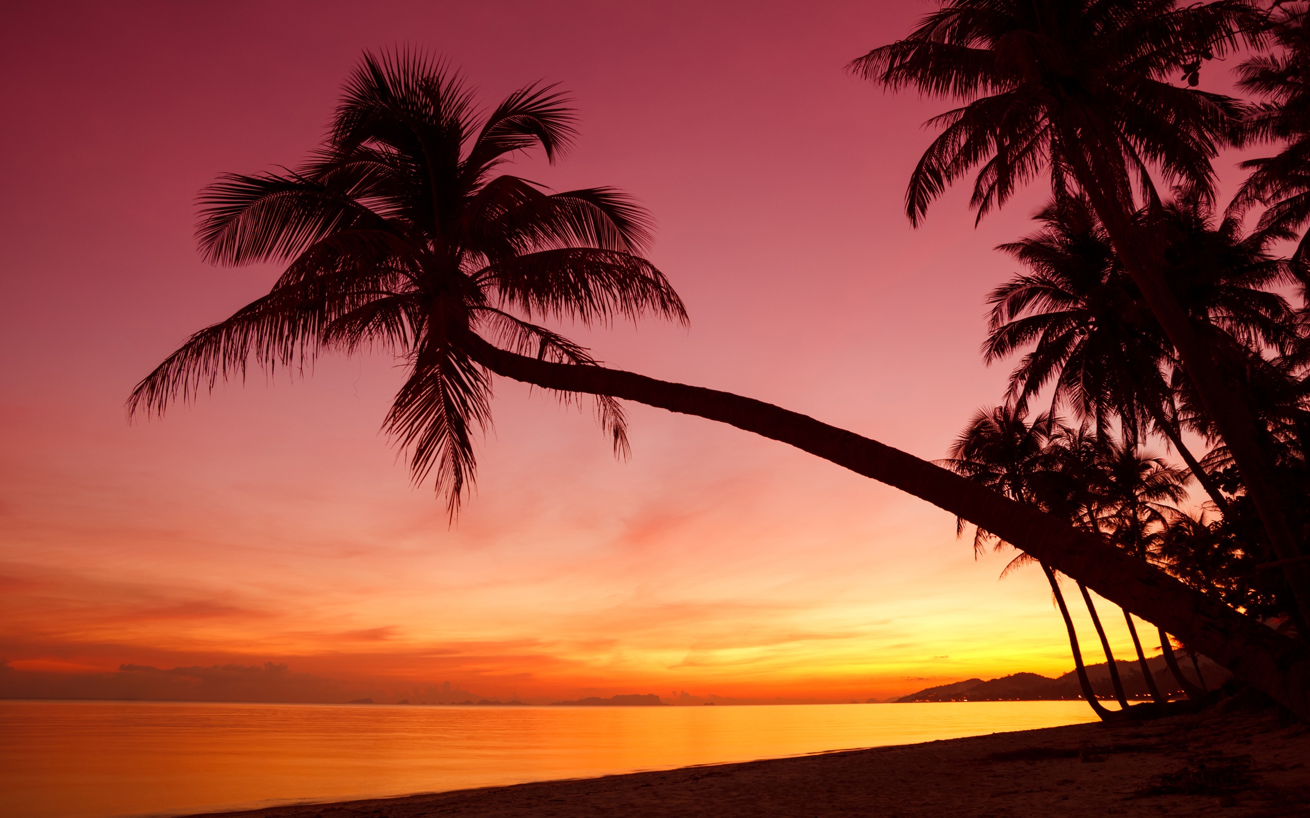 Wallpaper Tropical, Sunset, Palm Trees, Silhouette, - Scene Silhouette Palm Tree - HD Wallpaper 