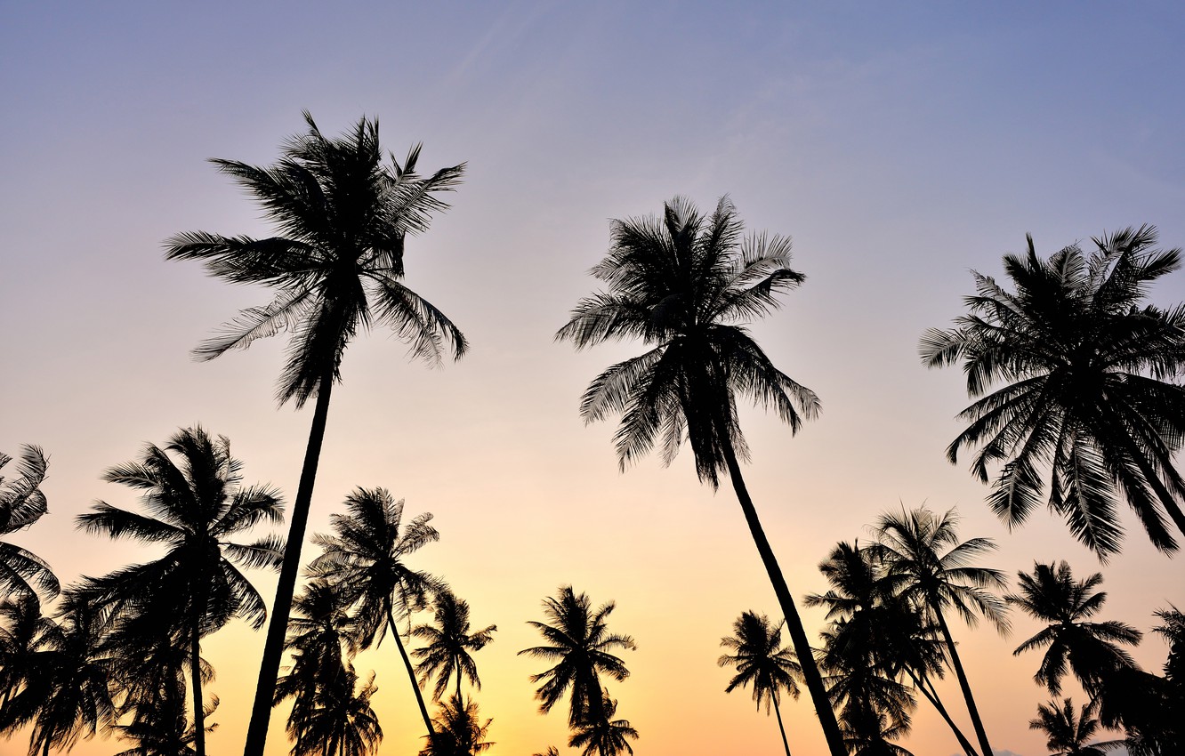 Photo Wallpaper Beach, The Sky, Sunset, Palm Trees, - Attalea Speciosa - HD Wallpaper 