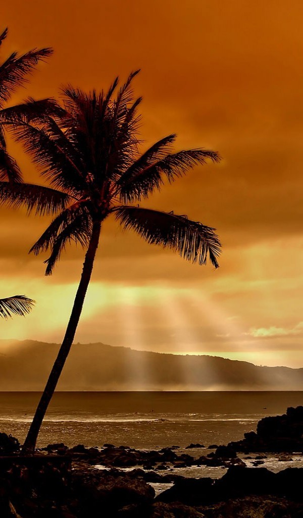 Palm Tree Pictures High Resolution Sunset - HD Wallpaper 