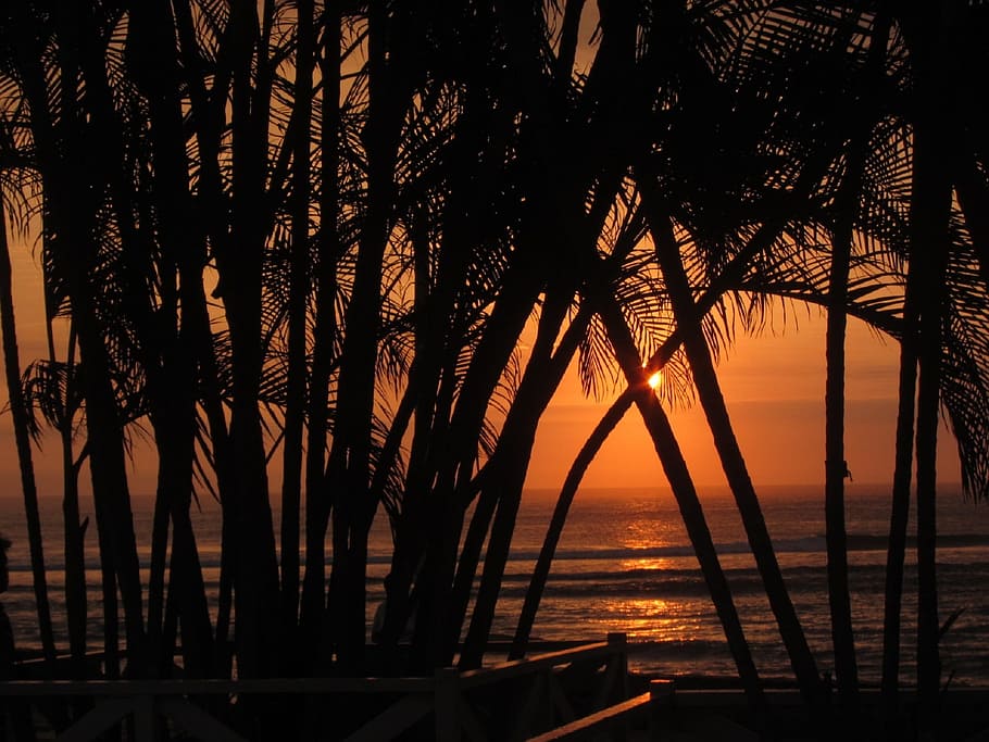 Silhouette Of Tree Near Body Of Water During Golden - Gambar Tangan Sunset - HD Wallpaper 