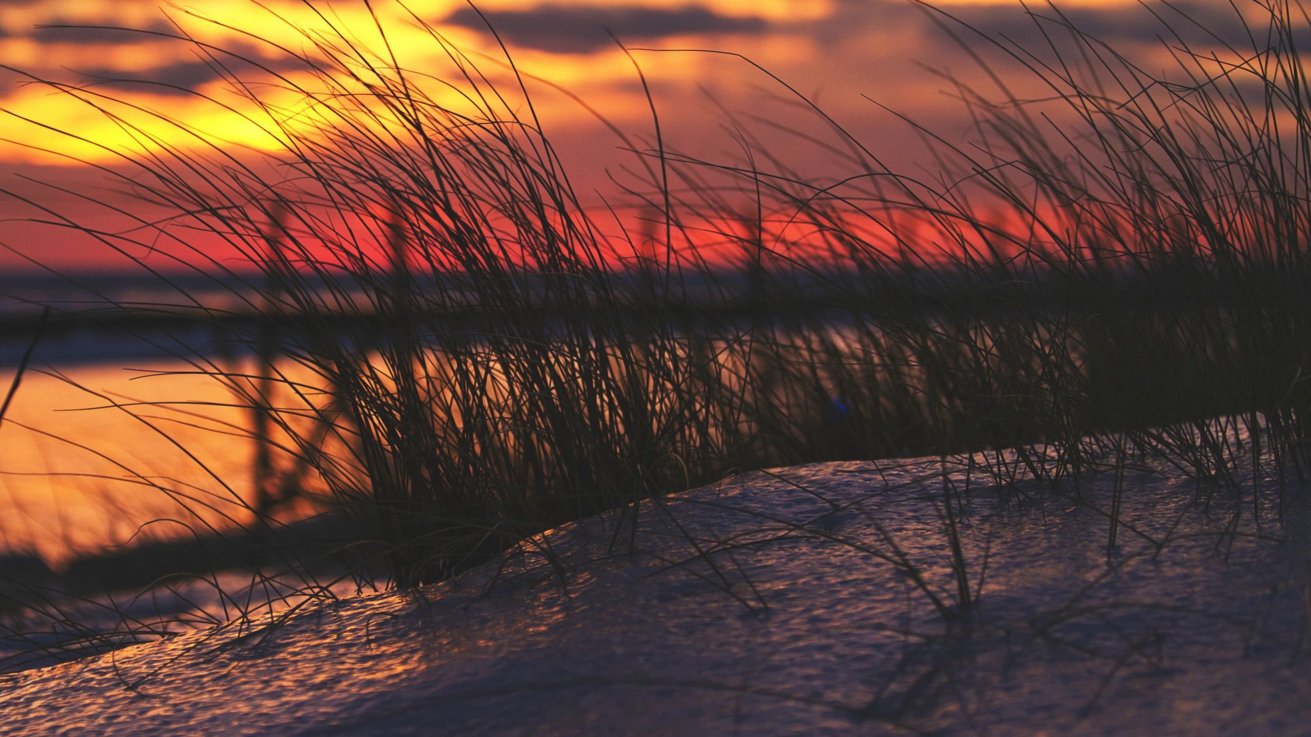 Beach Grass Against The Winter Sunset On Lake Michigan - Lake Michigan Sunset Wallppers - HD Wallpaper 