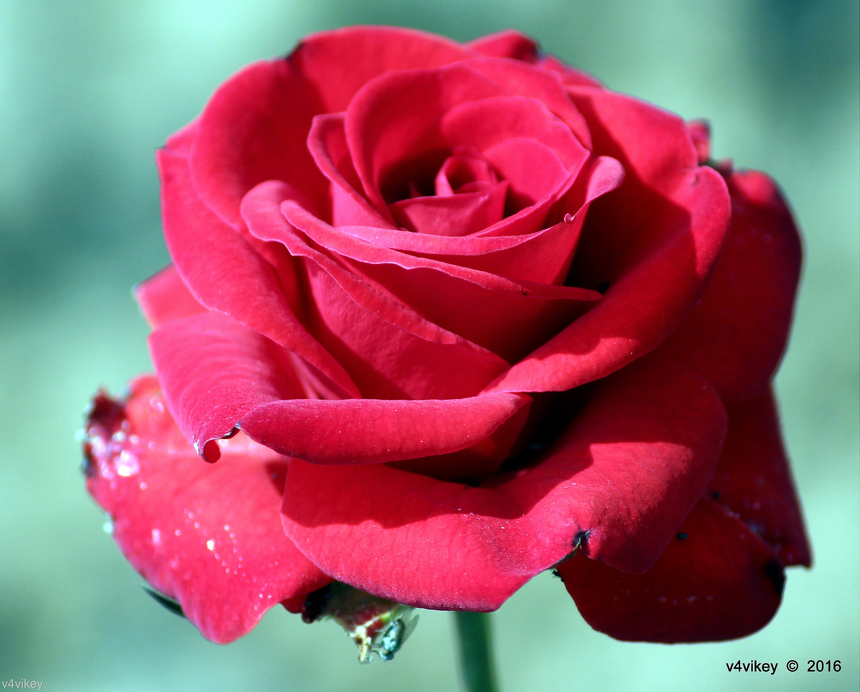 Garden Roses - HD Wallpaper 