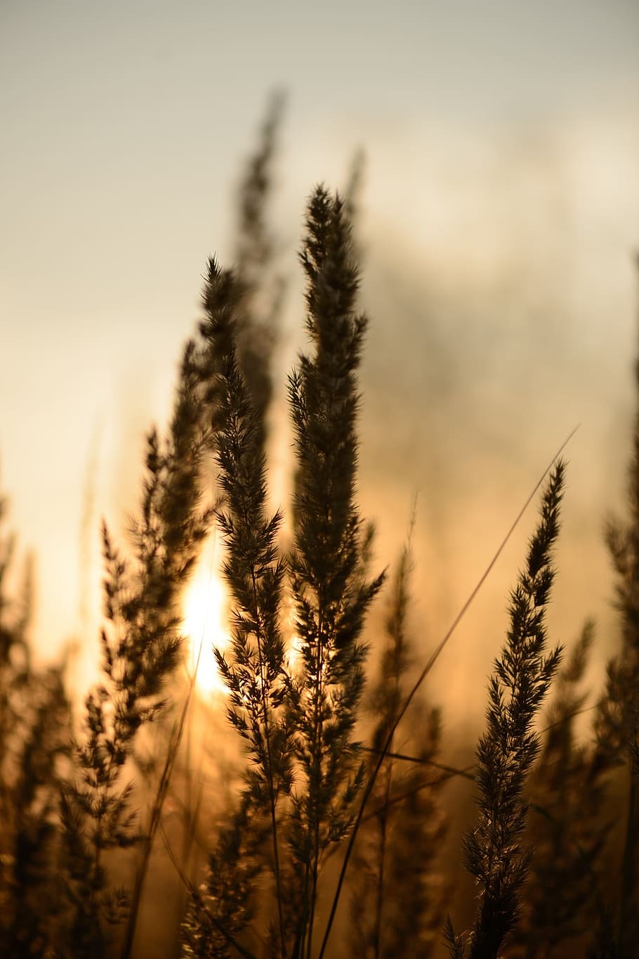 Sunset, Abstract, Abstract Background, Reeds, Plants, - Phragmites - HD Wallpaper 