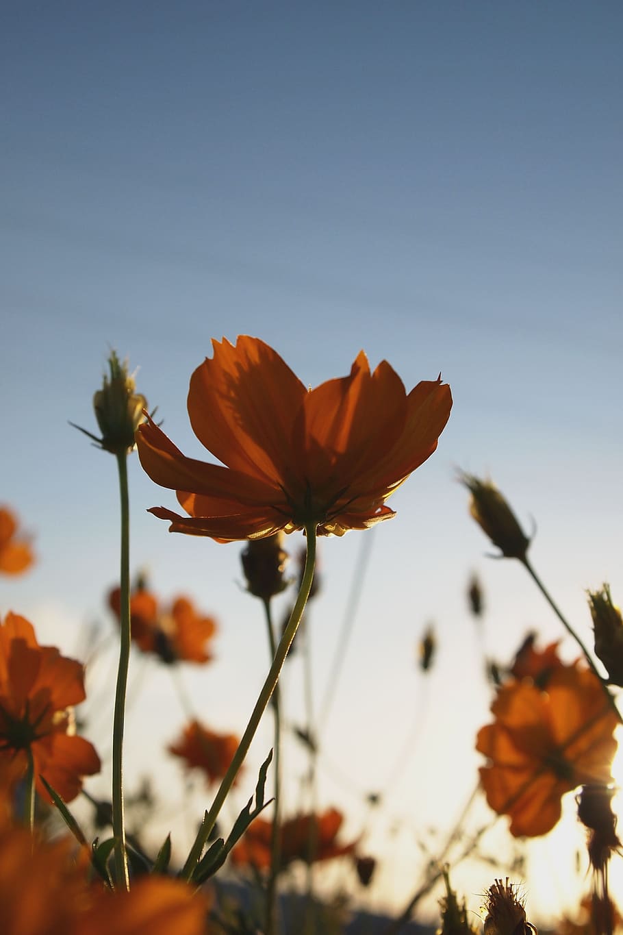 Flowers, Plant, Romance, Orange, Sunset, Natural, Phone - Phone Wallpaper Flowers - HD Wallpaper 