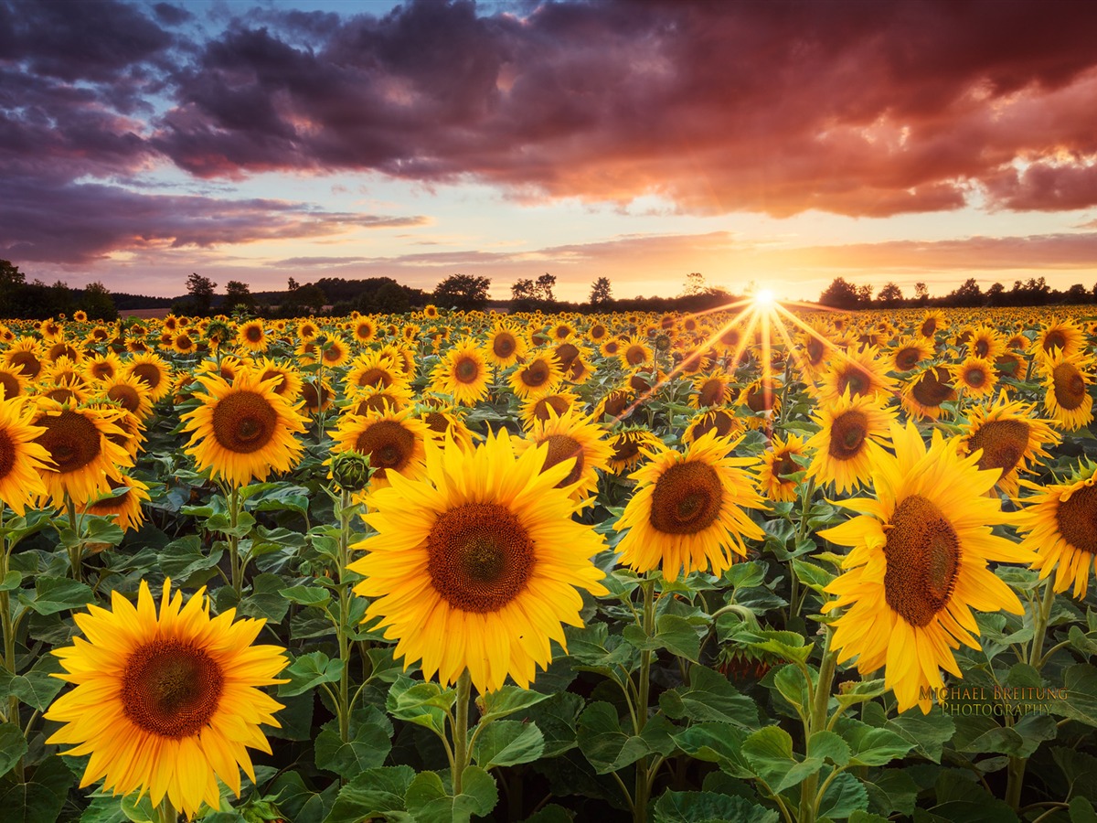 Sunflower Phone Wallpaper - Desktop Background Sunflower Sunset - HD Wallpaper 