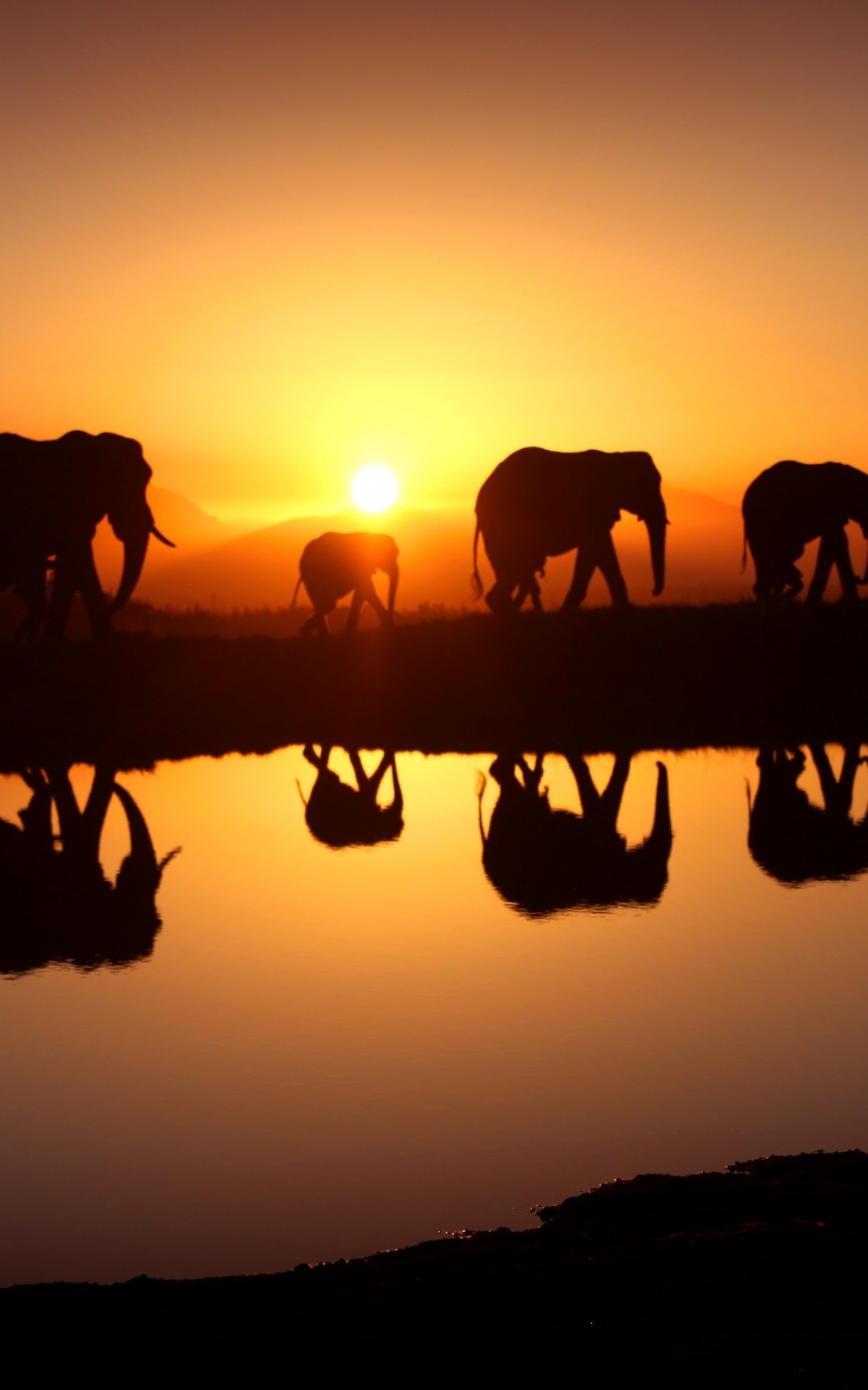 Sunrise Elephant In Sunset - HD Wallpaper 