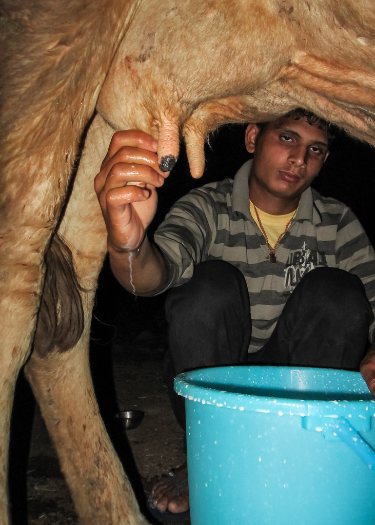 Asian Elephant - HD Wallpaper 