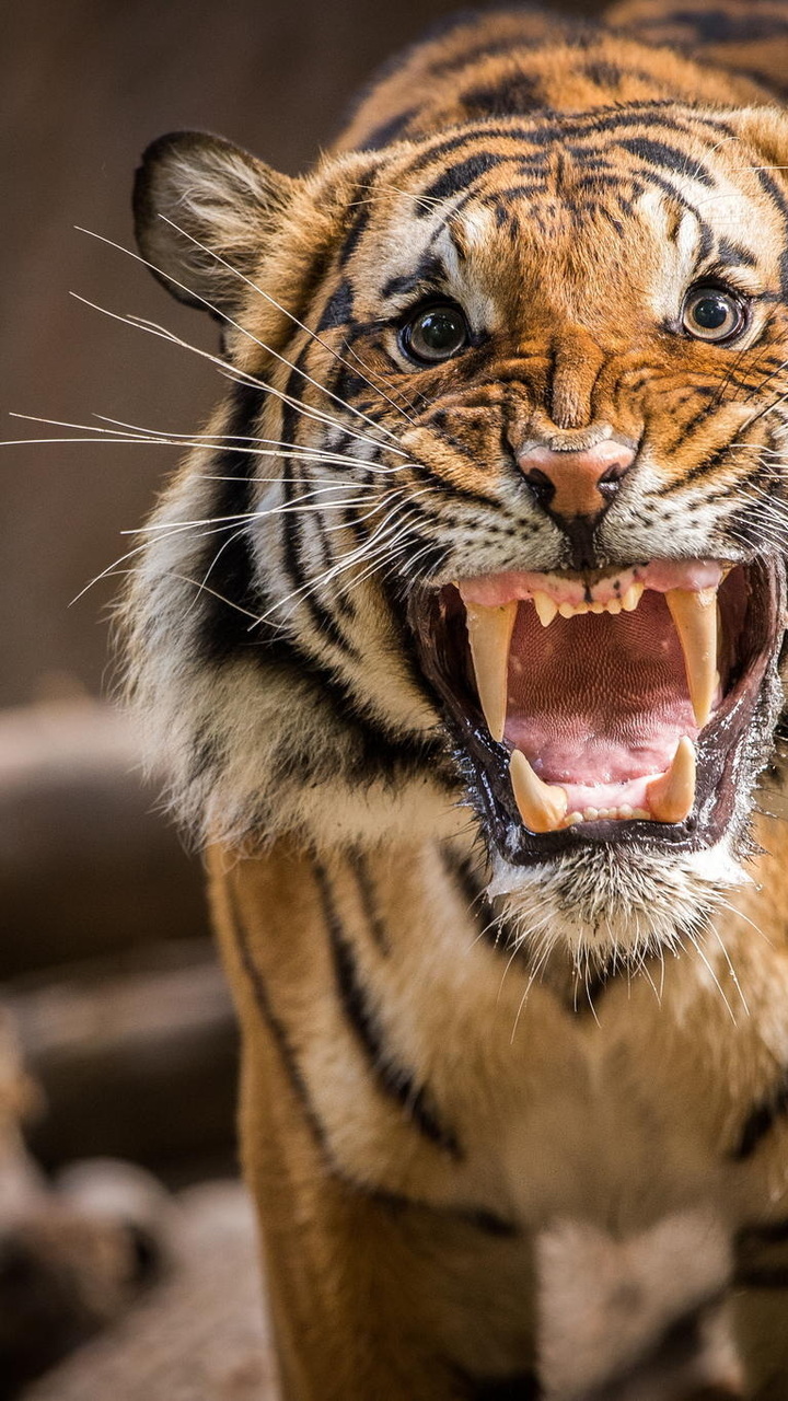 Evil, Roar, Tiger, Grin Photo - Tiger Growling - HD Wallpaper 