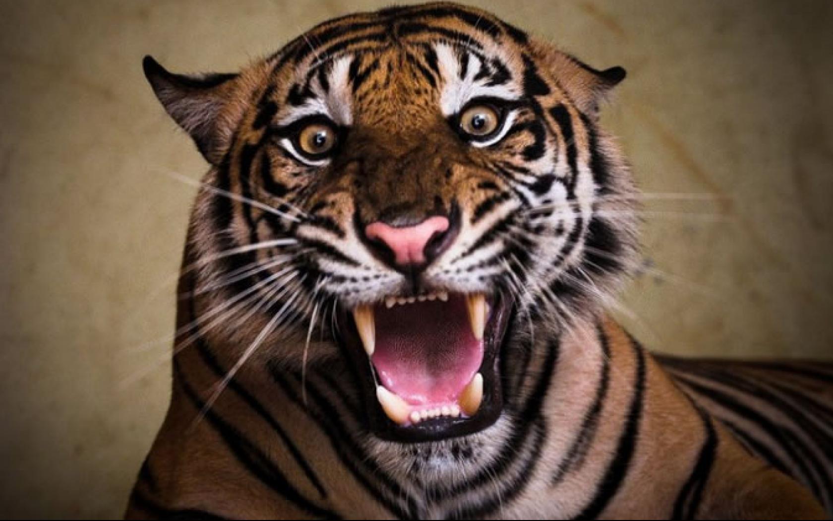 Very Angry Tiger Hd Wallpapers - 1680x1050 Wallpaper 