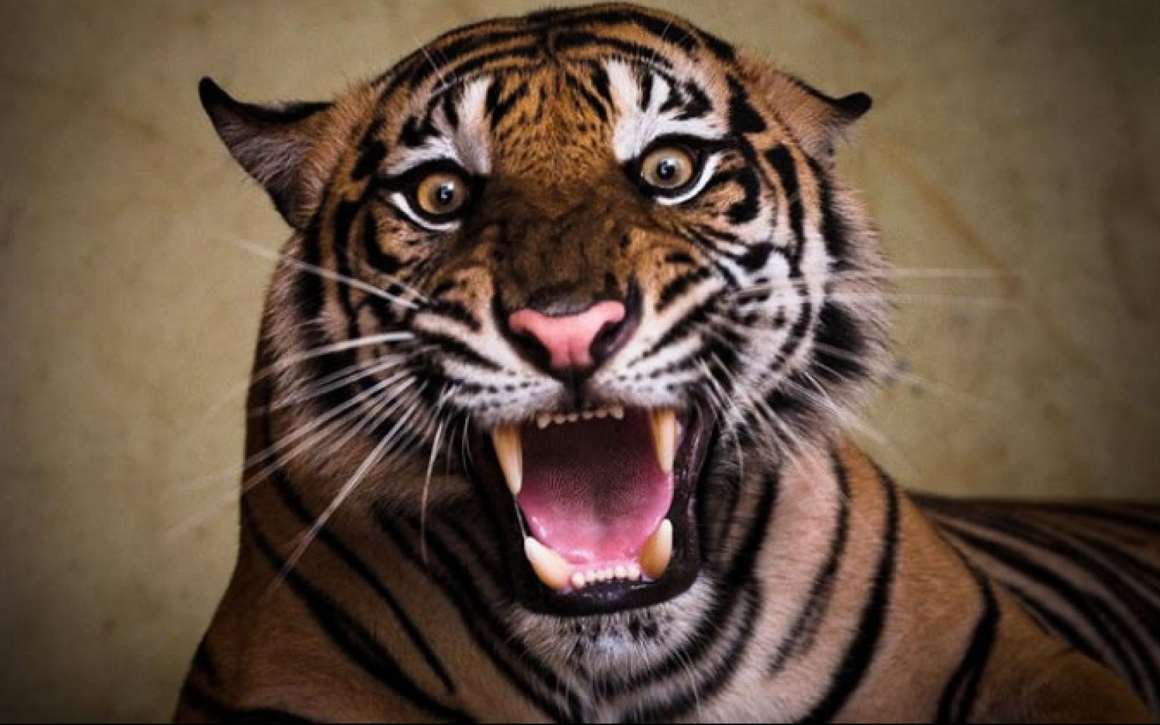 Very Angry Tiger Hd Wallpapers - 1680x1050 Wallpaper Very Angry Tiger Hd Wallpapers - 1680x1050 Wallpaper
