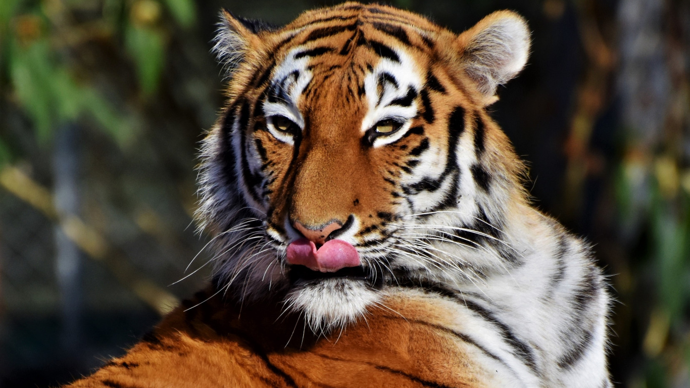 Tiger, Predator, Muzzle, Licking, Wallpaper - Tiger Got Milk - HD Wallpaper 