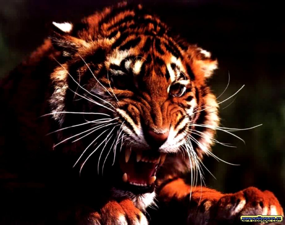 Top 5 Reasons Why The Occupywallstreet Protests Embody - Tiger Attack - HD Wallpaper 