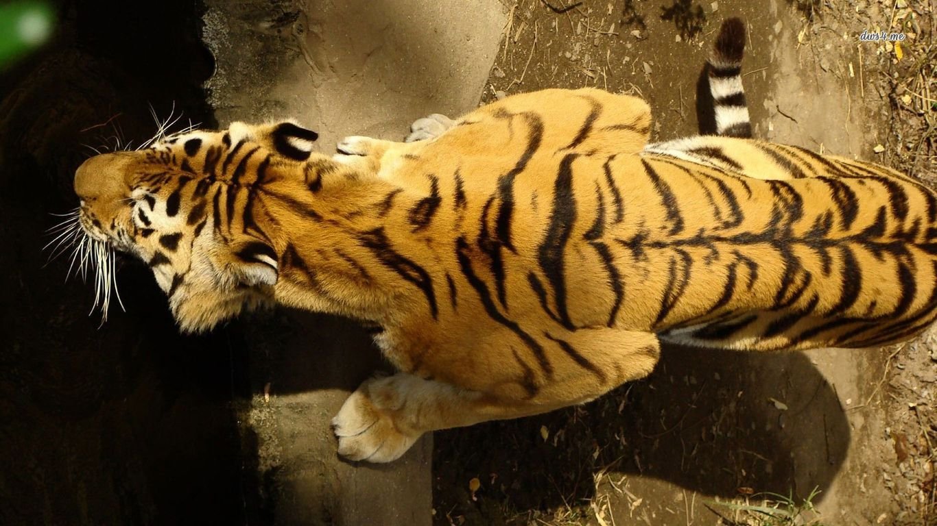 Free Tiger High Quality Wallpaper Id - Seje Billeder Af Dyr - HD Wallpaper 