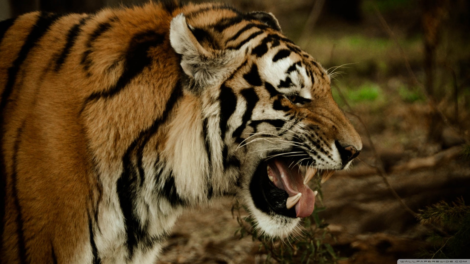 Siberian Tiger - HD Wallpaper 