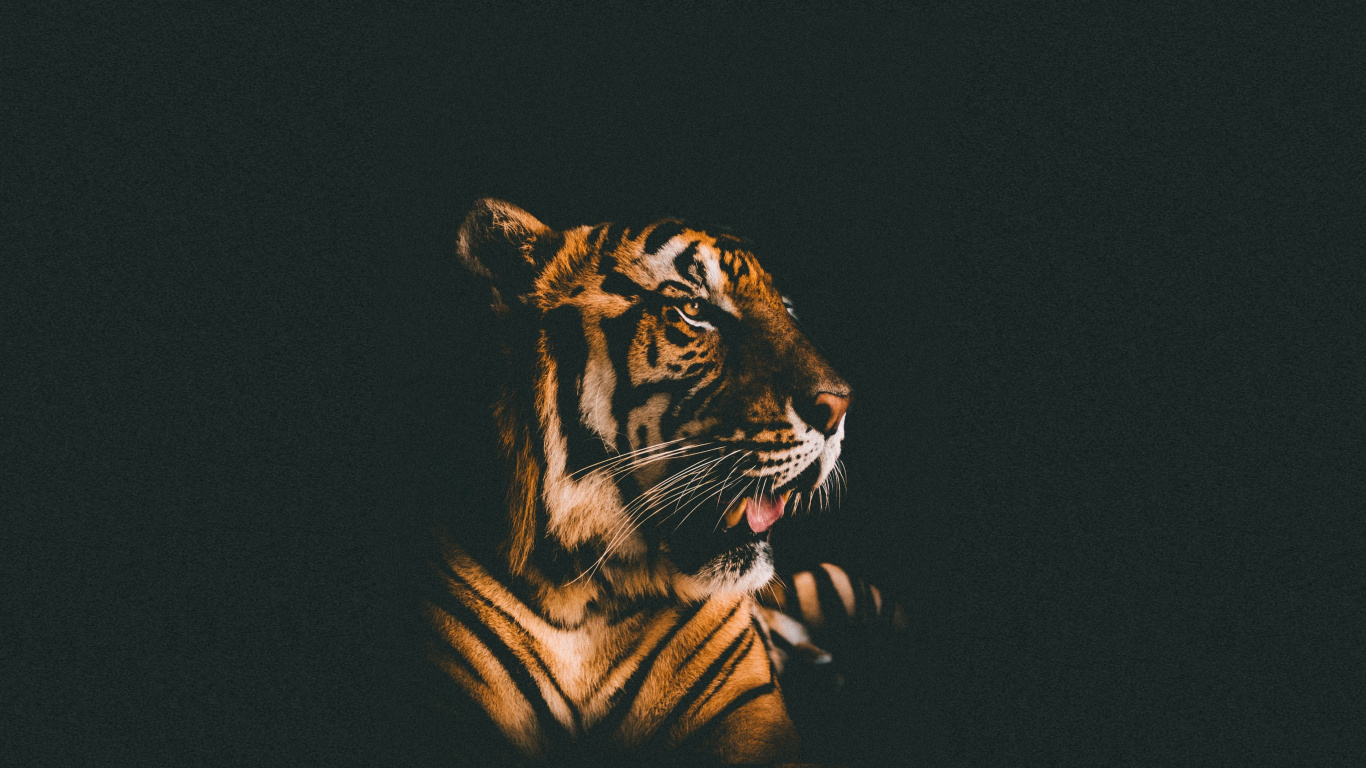 Tiger Wallpaper Hd - HD Wallpaper 