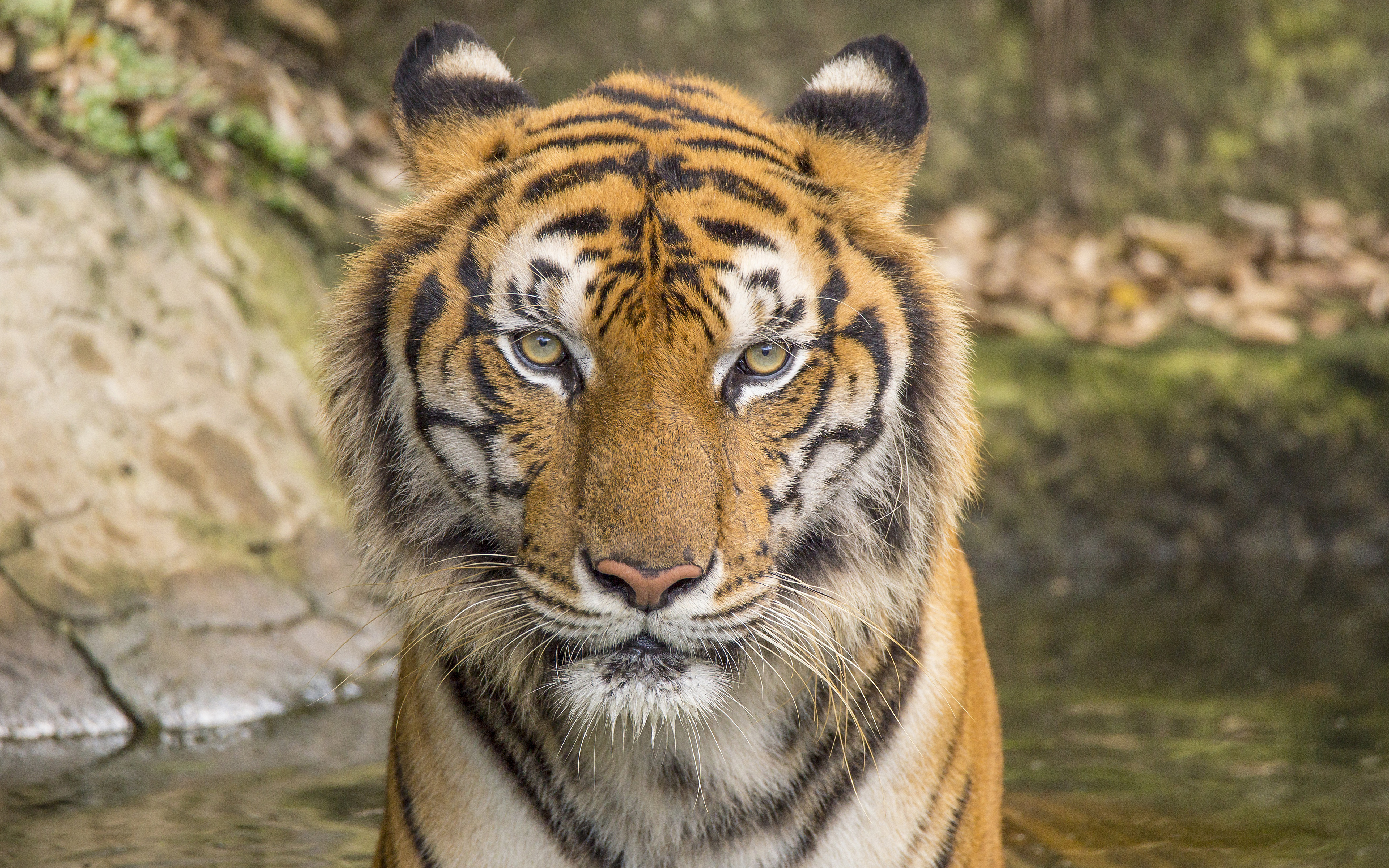 Tiger 5k - Dartmoor Zoological Park - HD Wallpaper 