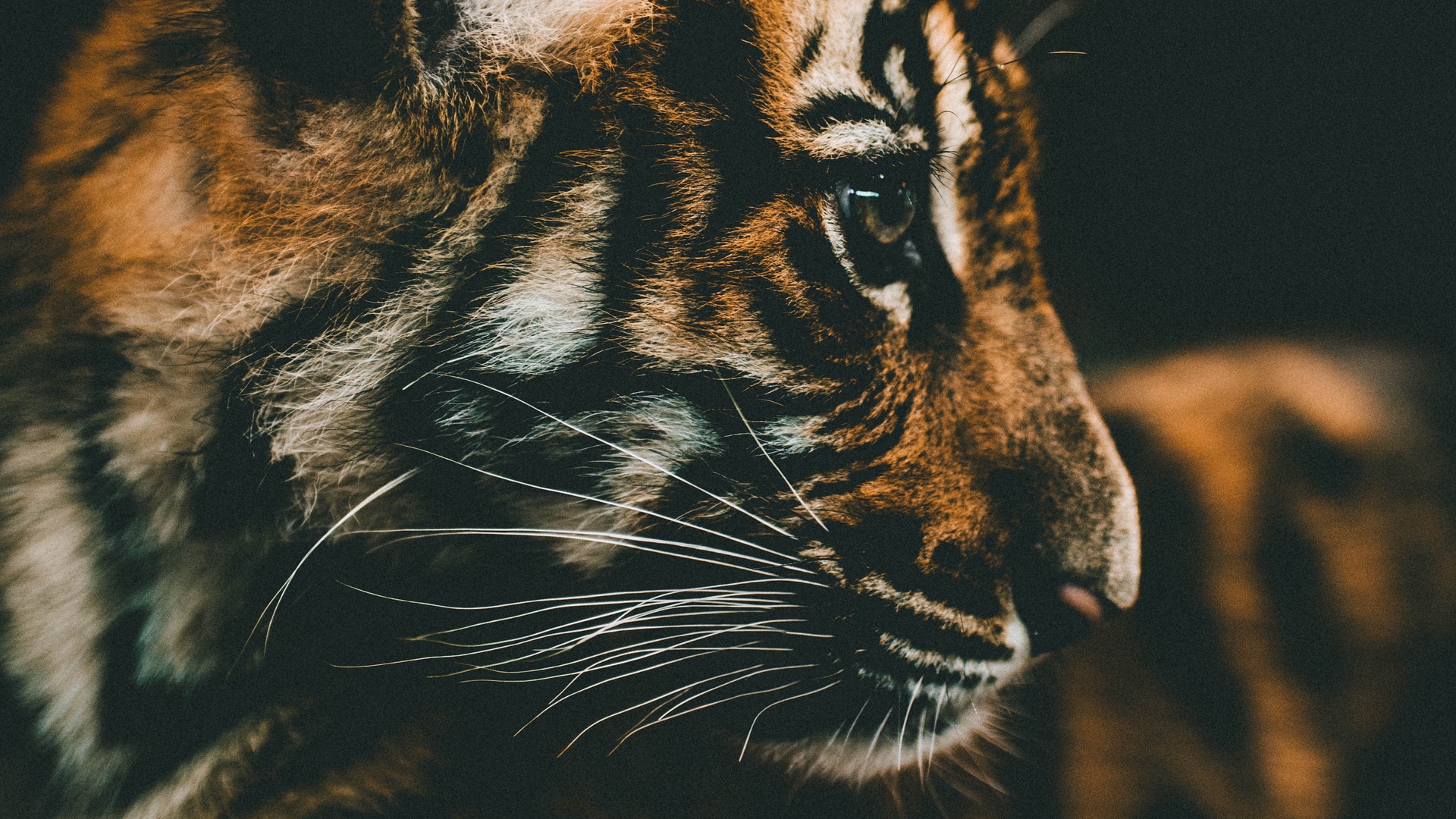 Wallpaper Tiger Cub, Cub, Muzzle, Profile - Cute Tiger Cubs Hd - HD Wallpaper 