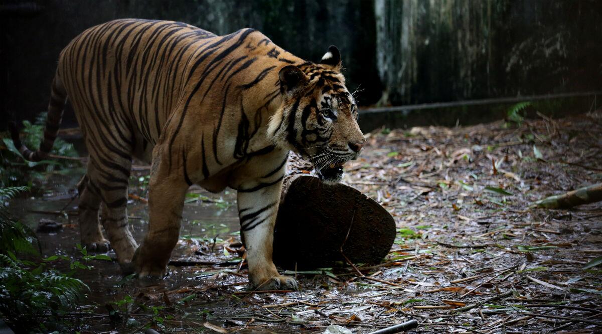 30 Year Old Farmer Killed By Tiger In Lakhimpur, Another - Myanmar Tigers - HD Wallpaper 