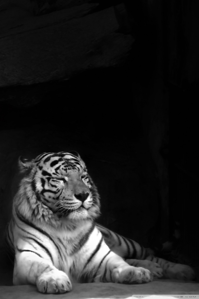 Featured image of post Black Tiger Wallpaper Iphone