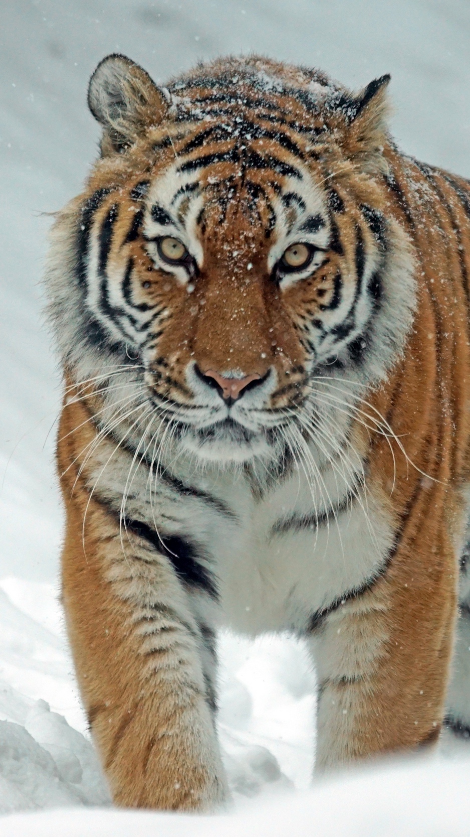 Wallpaper Tiger, Predator, Big Cat, Snow - Siberian Tiger In The Snow - HD Wallpaper 