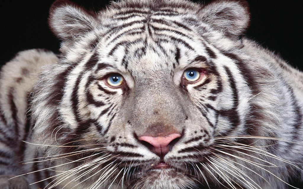 White Tiger With Brown Stripes - HD Wallpaper 