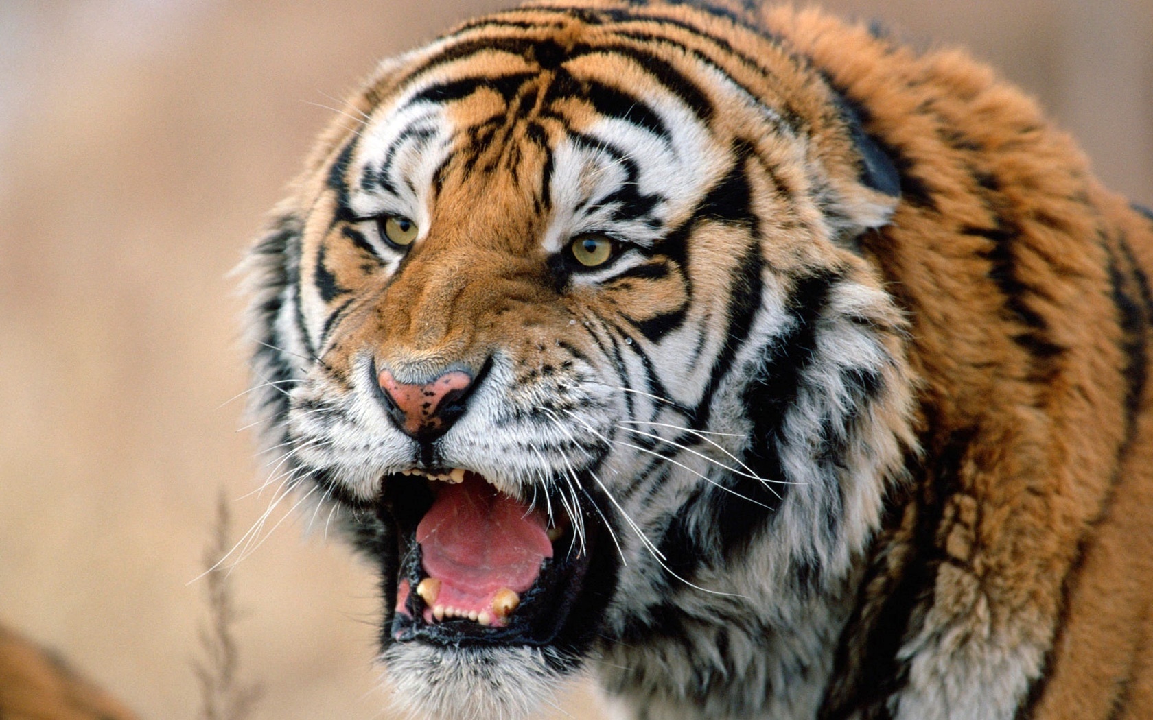 Tiger, Roar, Mouth, Aggression, Grin - Siberian Tiger - HD Wallpaper 