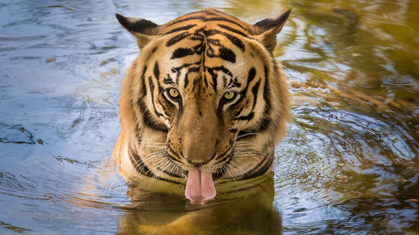 Tiger With Water Wallpaper Hd - HD Wallpaper 