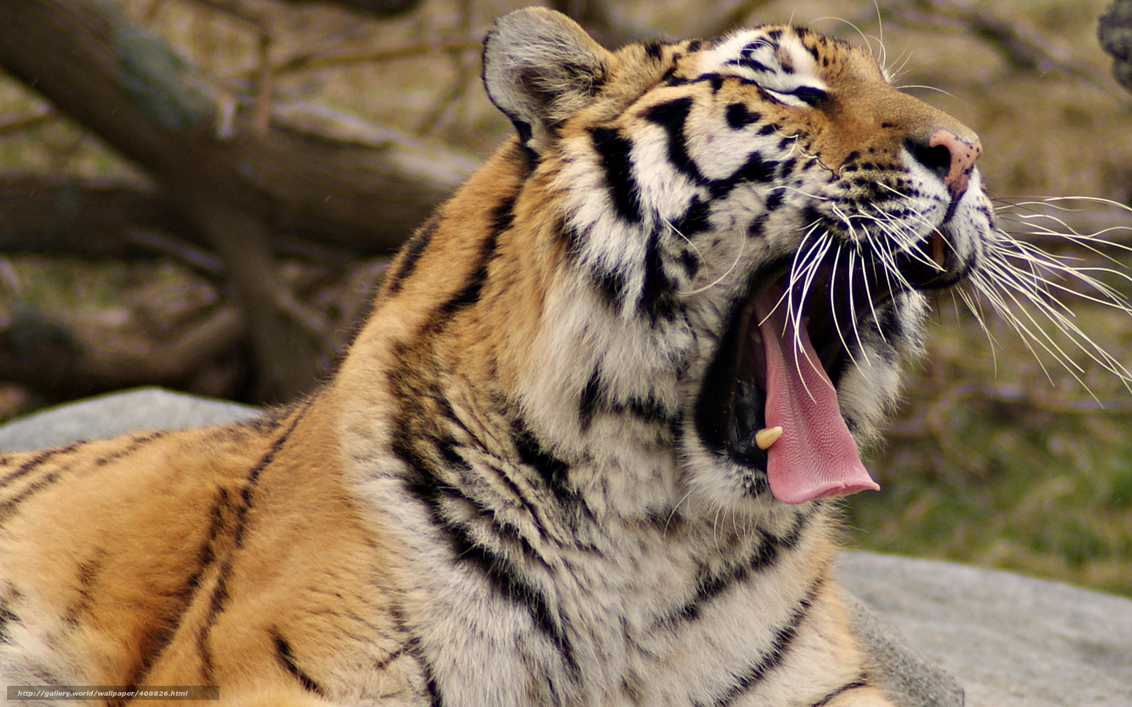 Download Wallpaper Tiger, Roar, Animals Free Desktop - Зевающий Тигр - HD Wallpaper 