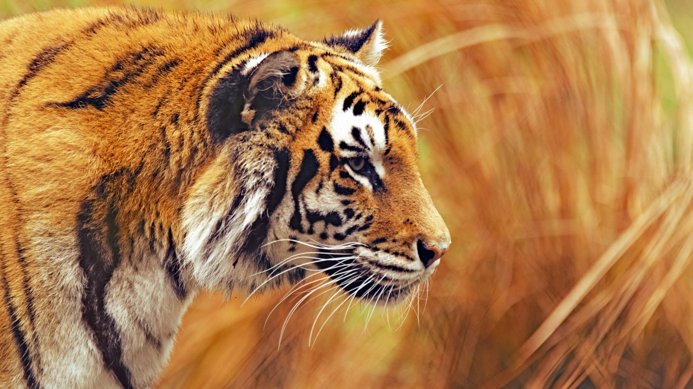 Bengal Tiger Wallpaper - 4k Bengal Tiger - HD Wallpaper 