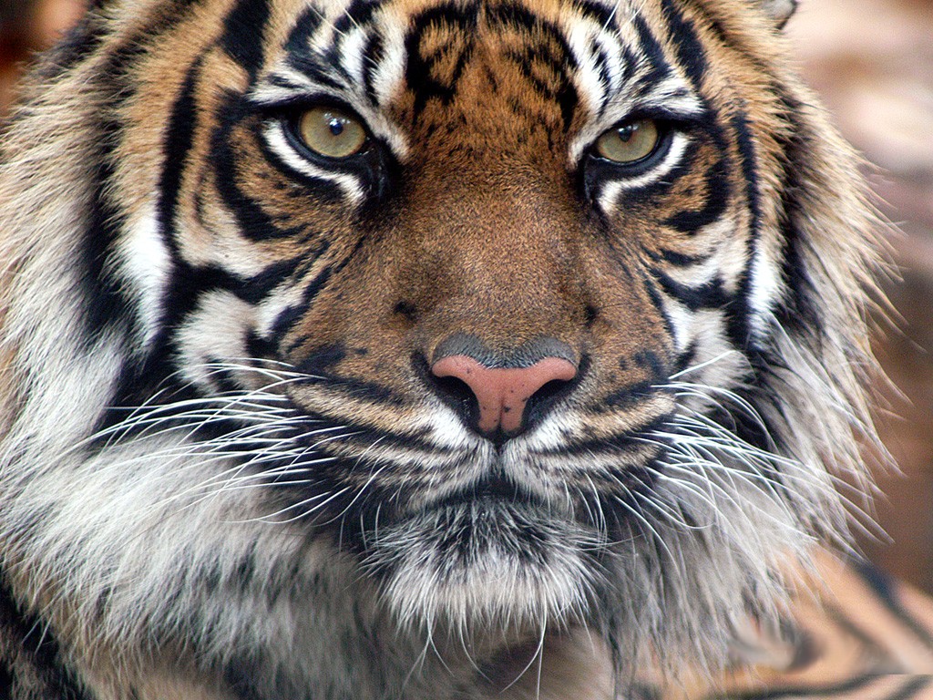 Tiger Hd Wallpapers Best Desktop Background Photographs - Tiger Image Full Hd - HD Wallpaper 