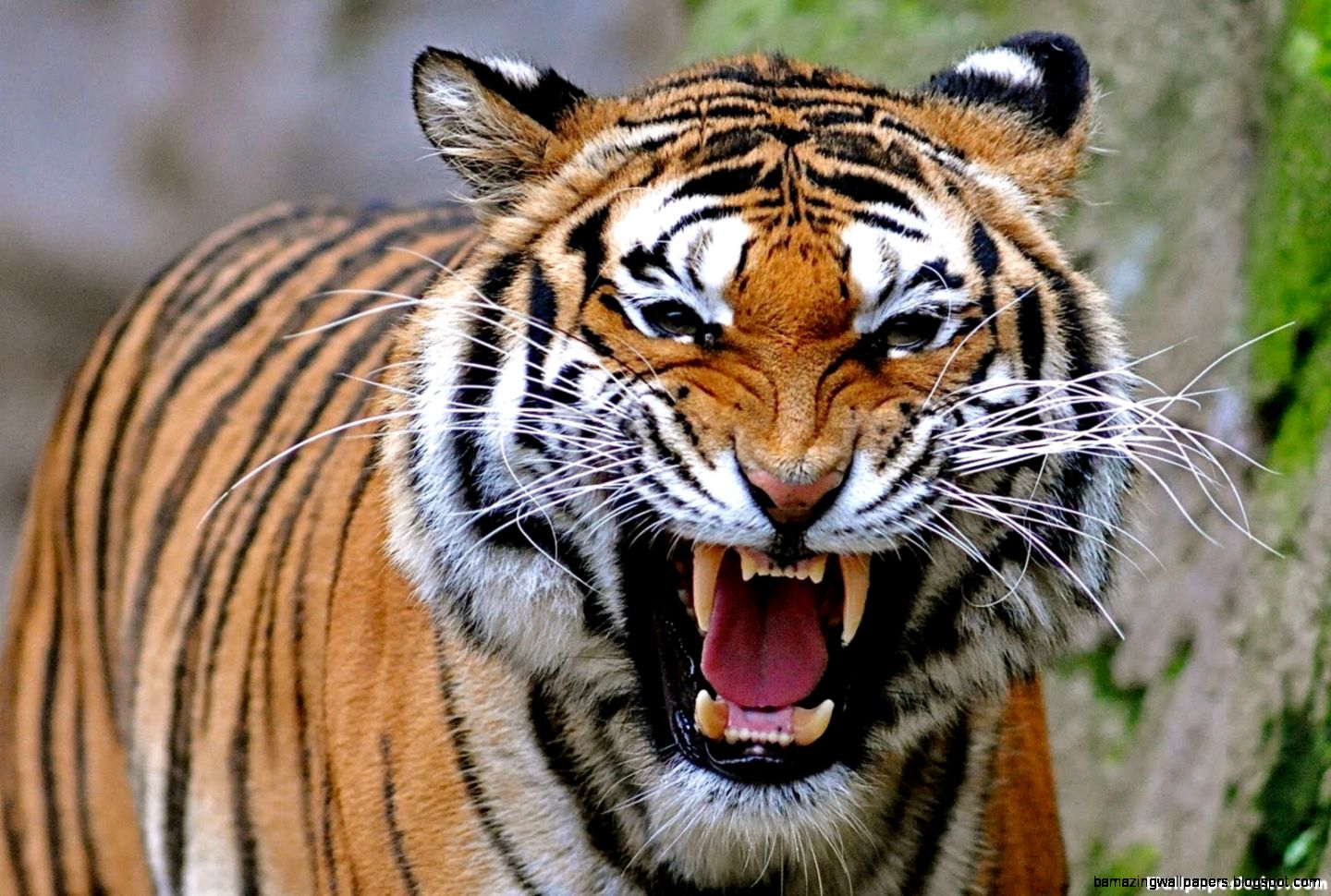Angry Tigers Face Wallpaper - Angry Tiger Face Images Hd - 1440x970  Wallpaper 
