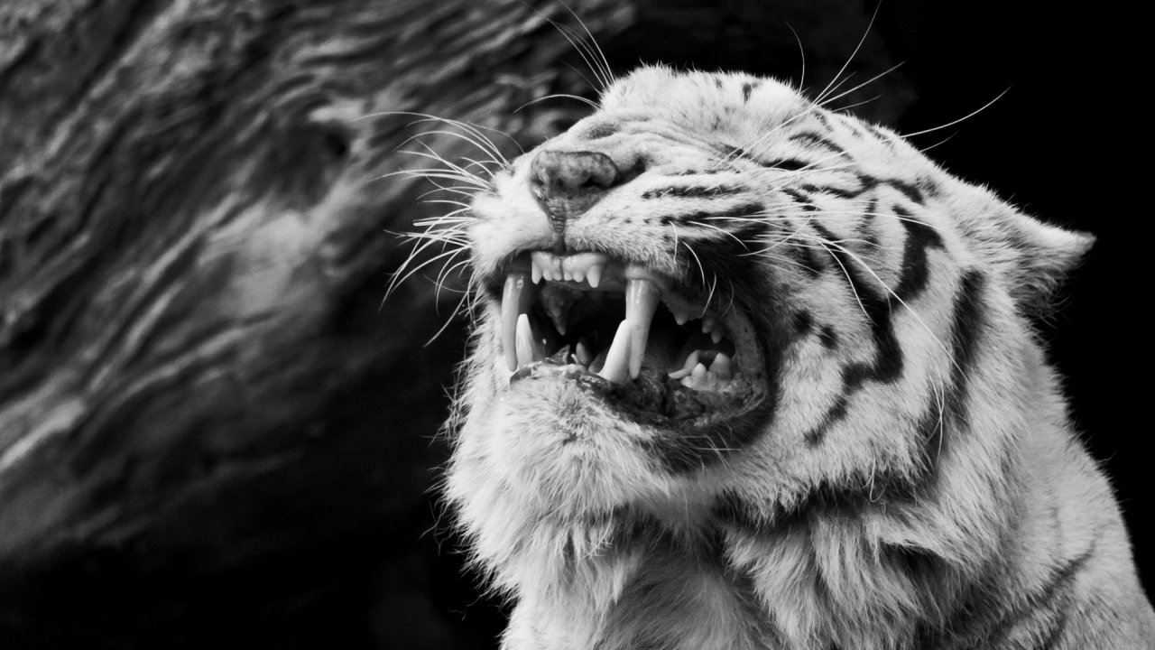 Best Backgrounds White Tigers - HD Wallpaper 