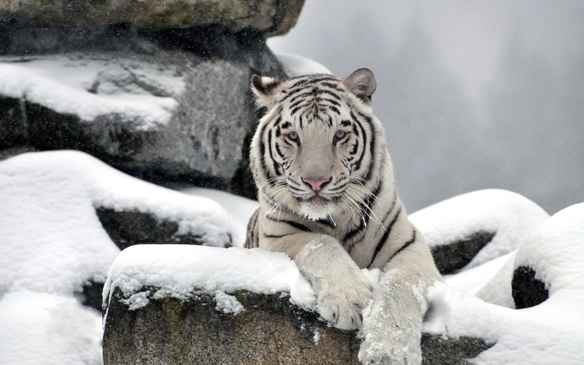 White Tiger Hd Wallpaper White Tiger Hd Wallpaper 
 - Hd White Tiger Wallpapers 1080p - HD Wallpaper 