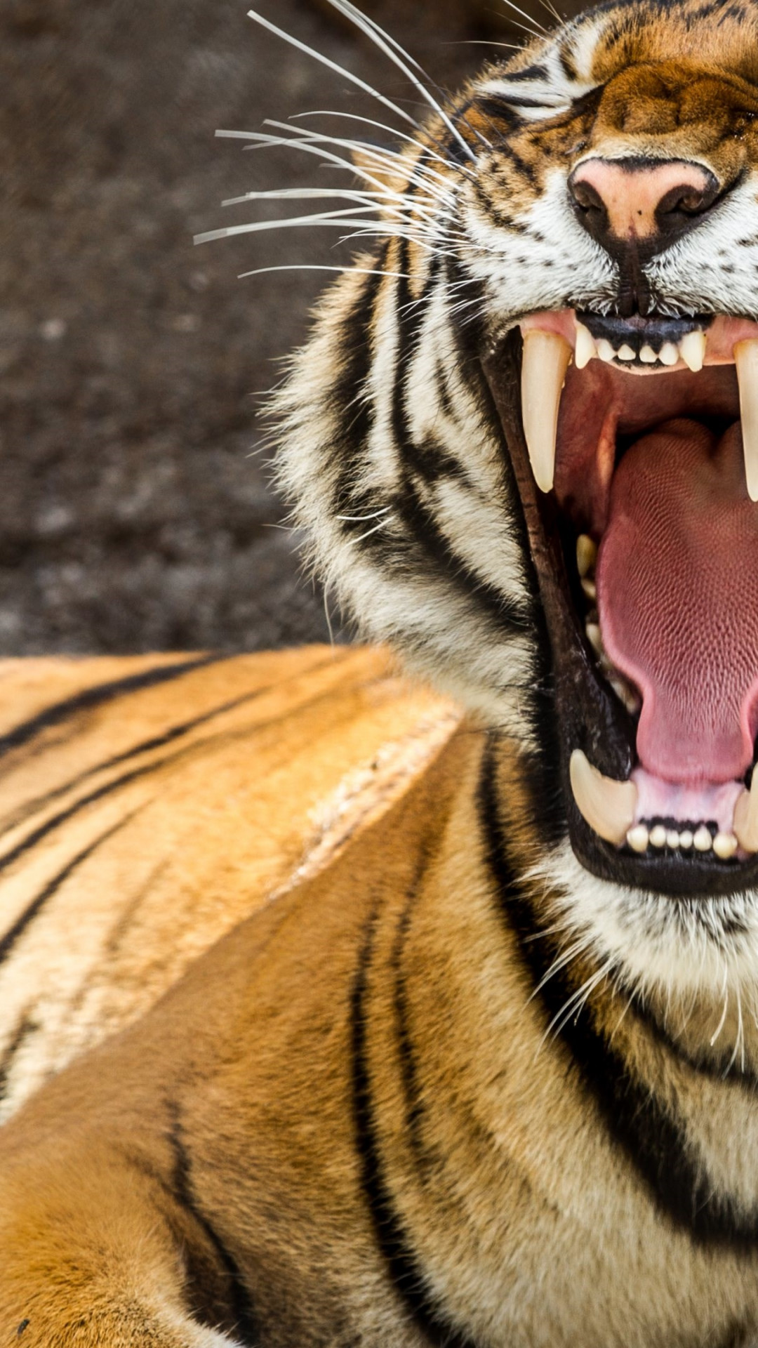 Tiger Teeth Wallpaper - Tiger Teeth - HD Wallpaper 