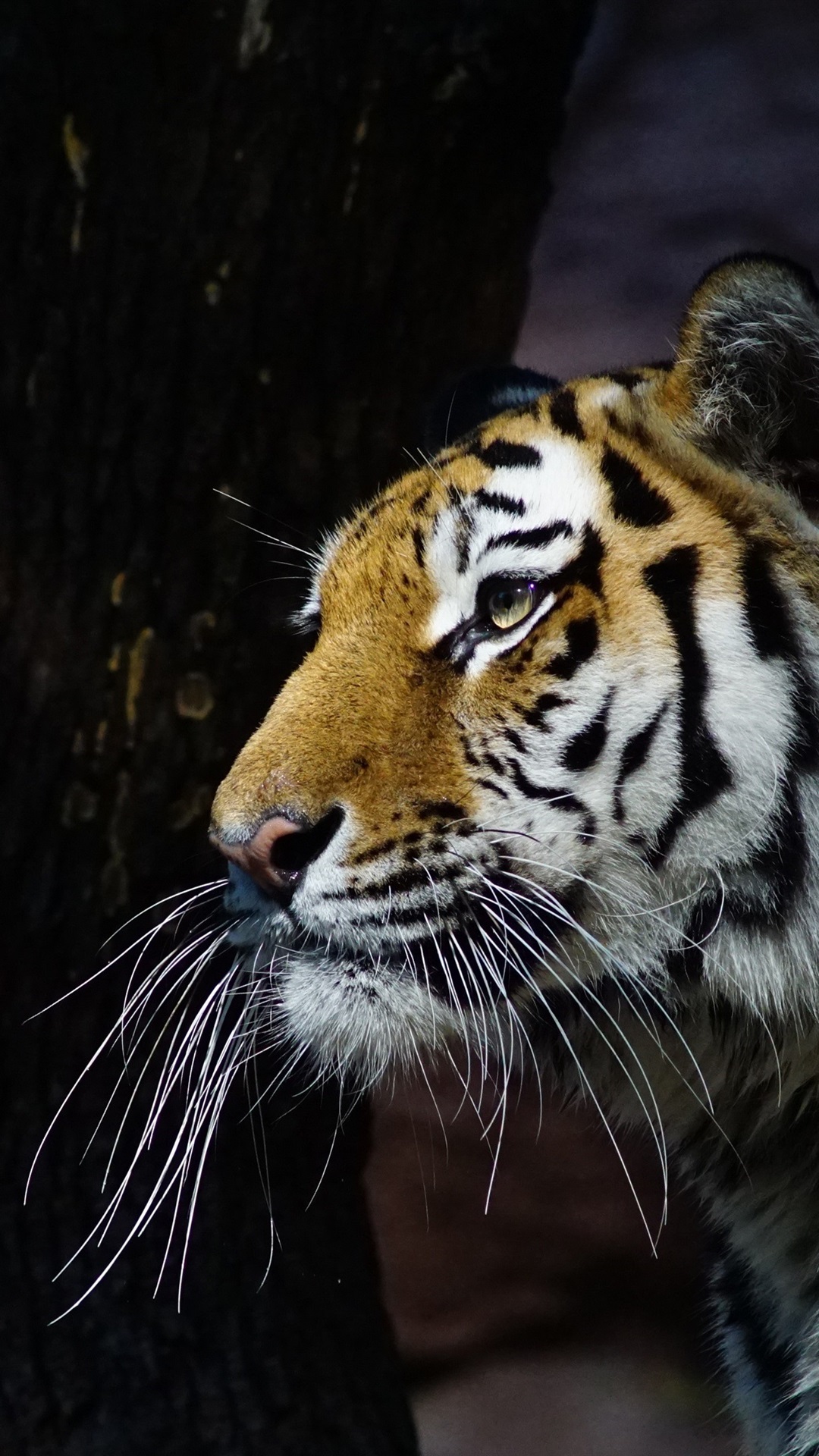 Wallpaper Iphone Tiger - Tigre Fond Iphone X - HD Wallpaper 