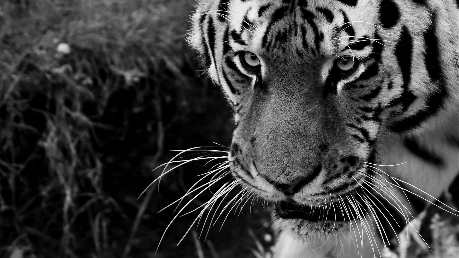 Wallpaper Tiger, Muzzle, Sight, Predator, Bw - Tigre 4k - HD Wallpaper 