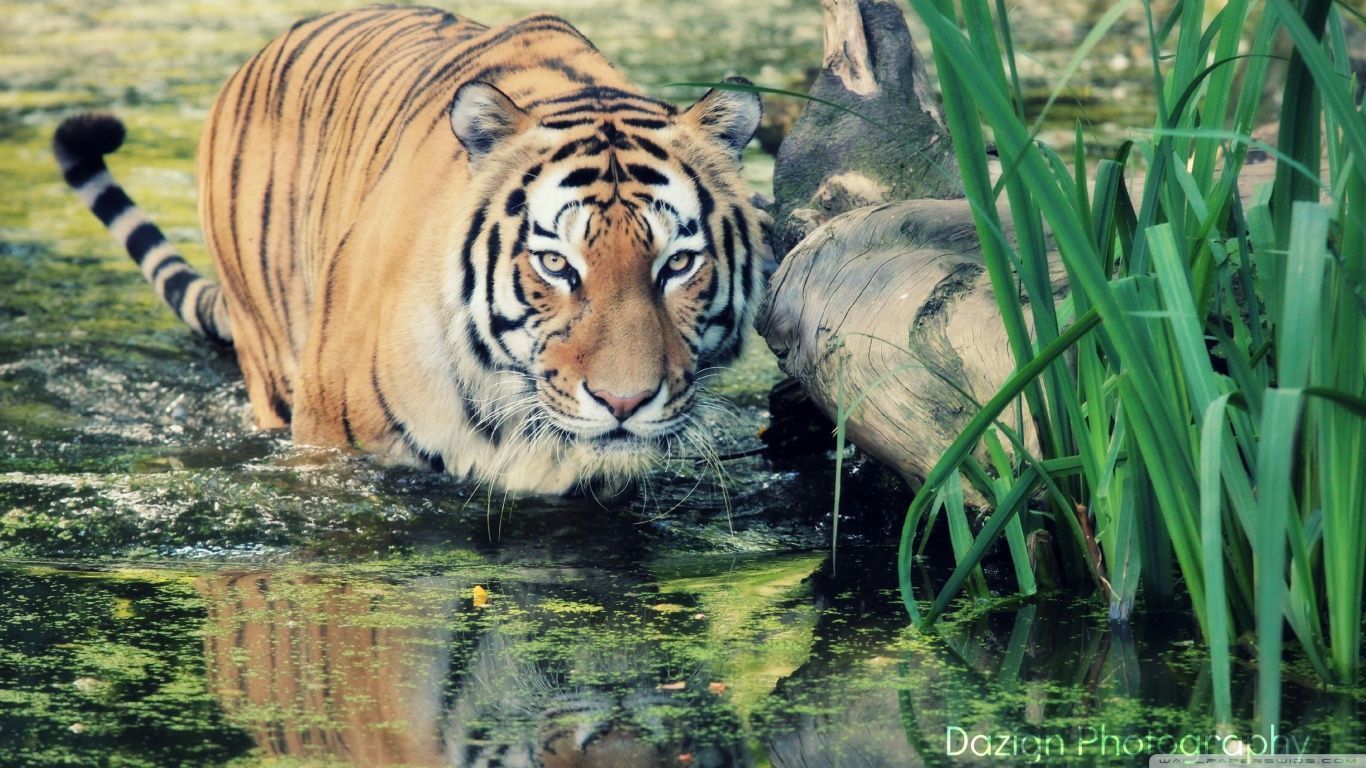 Download Free Tiger Widescreen Wallpapers - Tiger Hunting - HD Wallpaper 