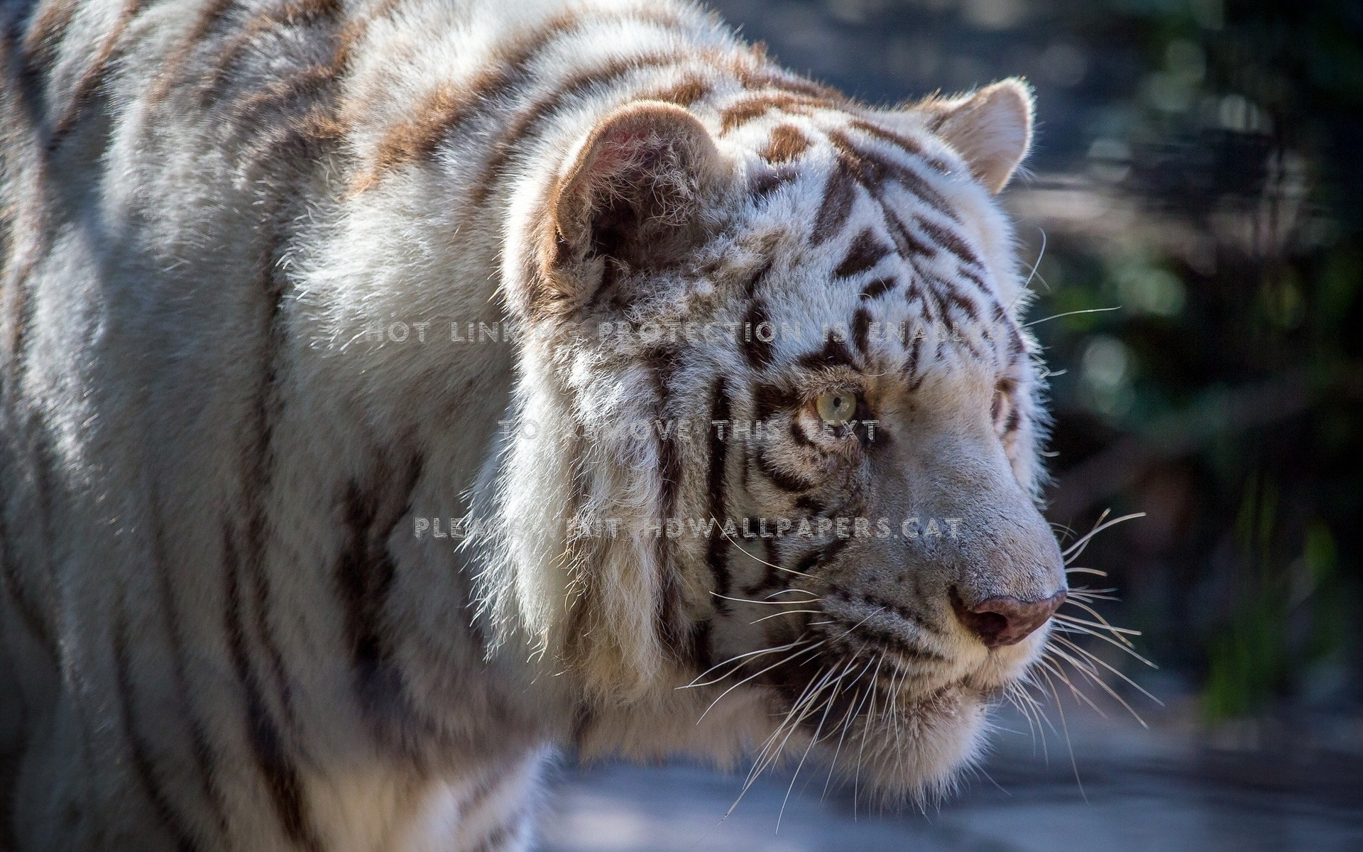 Tiger Roar Kitty Animal - Tiger - HD Wallpaper 