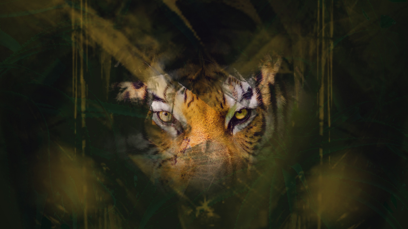 Tiger Eye - HD Wallpaper 