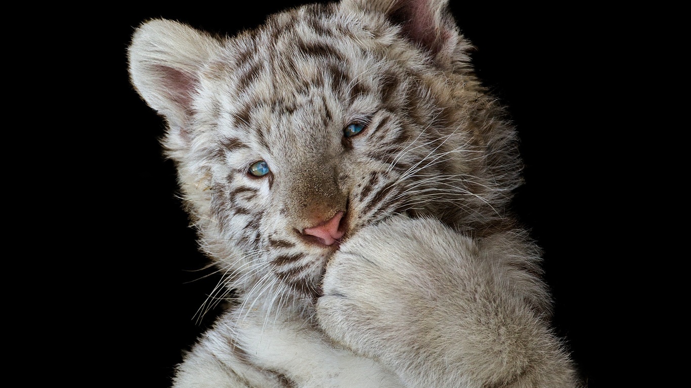 Tiger Cub Wallpaper Hd Iphone - HD Wallpaper 