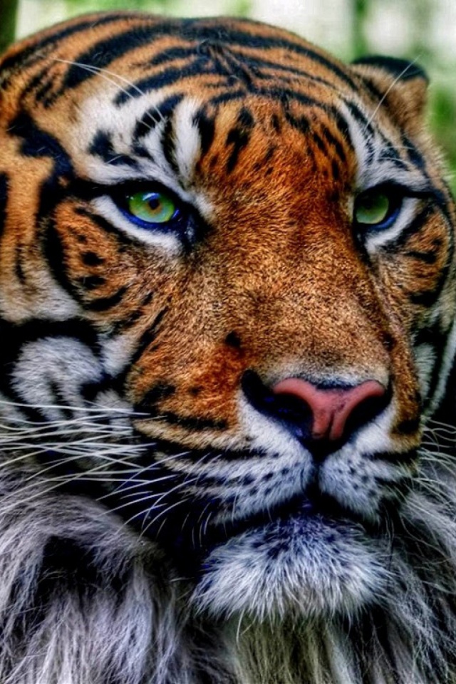 White Tiger Hd Desktop Wallpaper - Tiger Wallpapers For Mobile - HD Wallpaper 